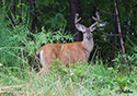 Odocoileus hemionus